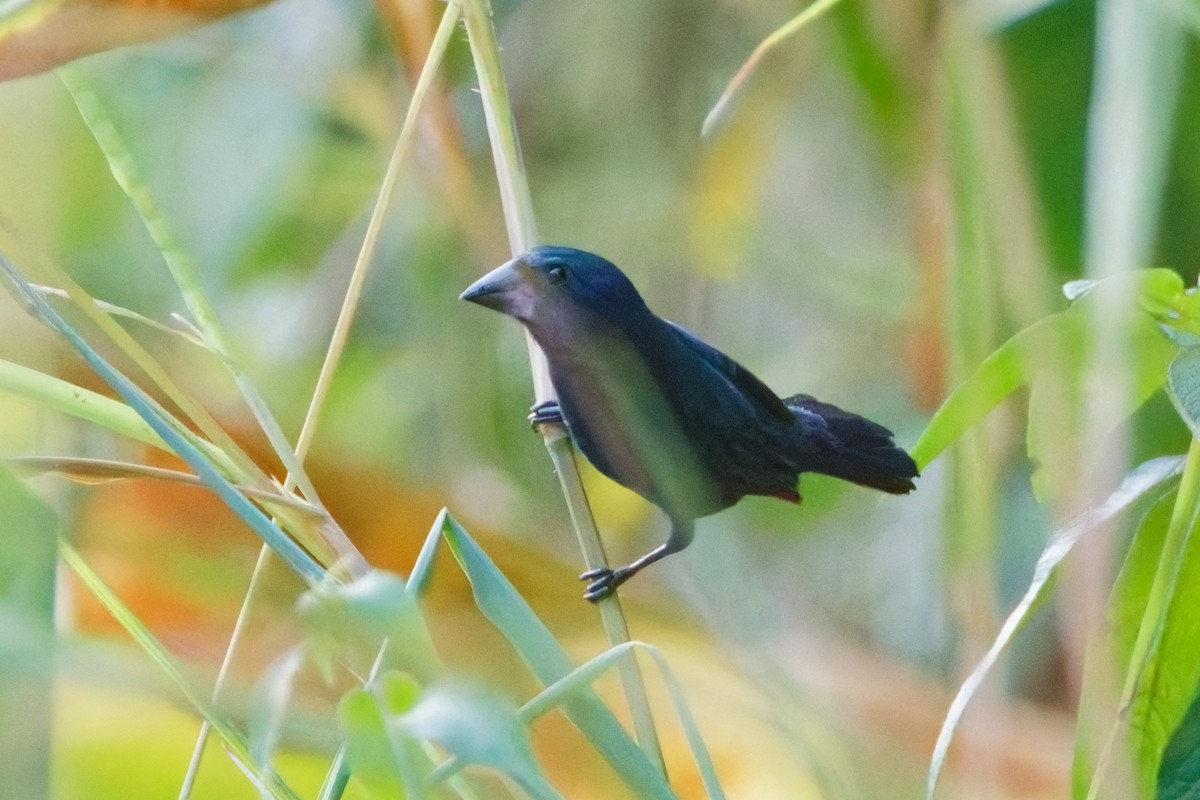 Blue-black Grosbeak - ML624220232