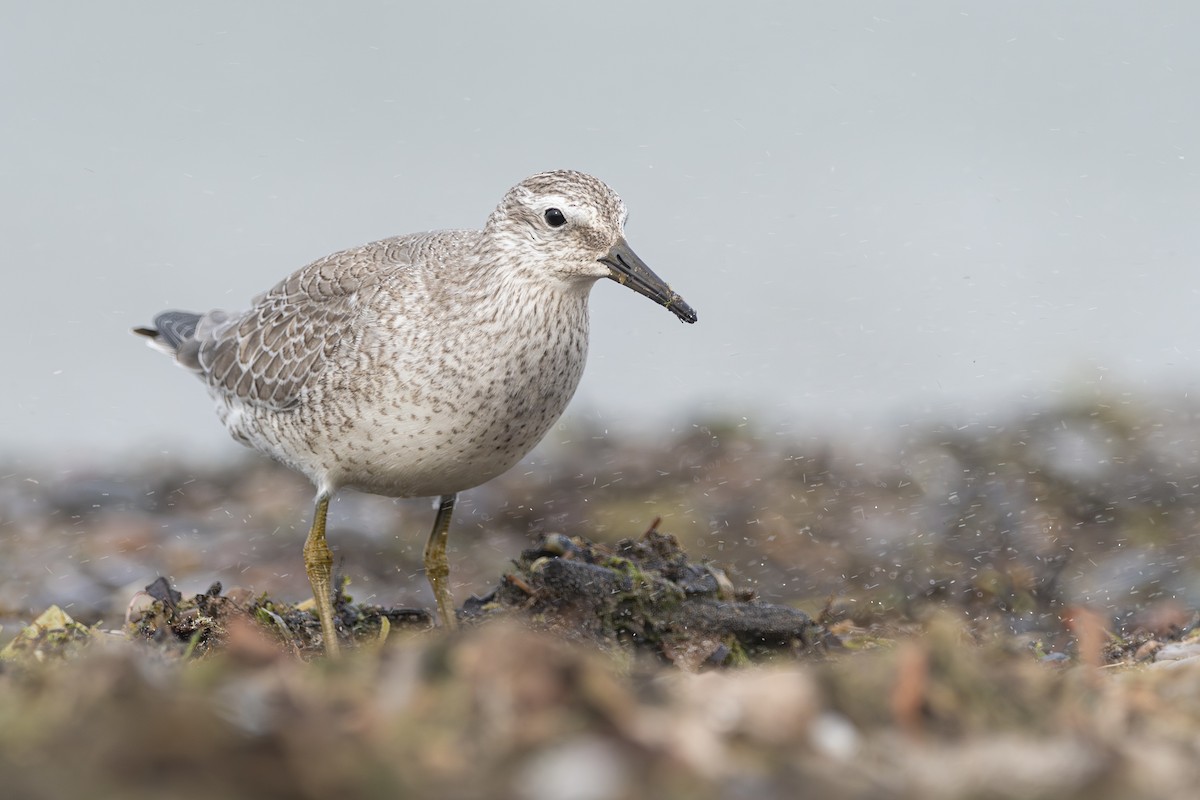 Red Knot - ML624220233