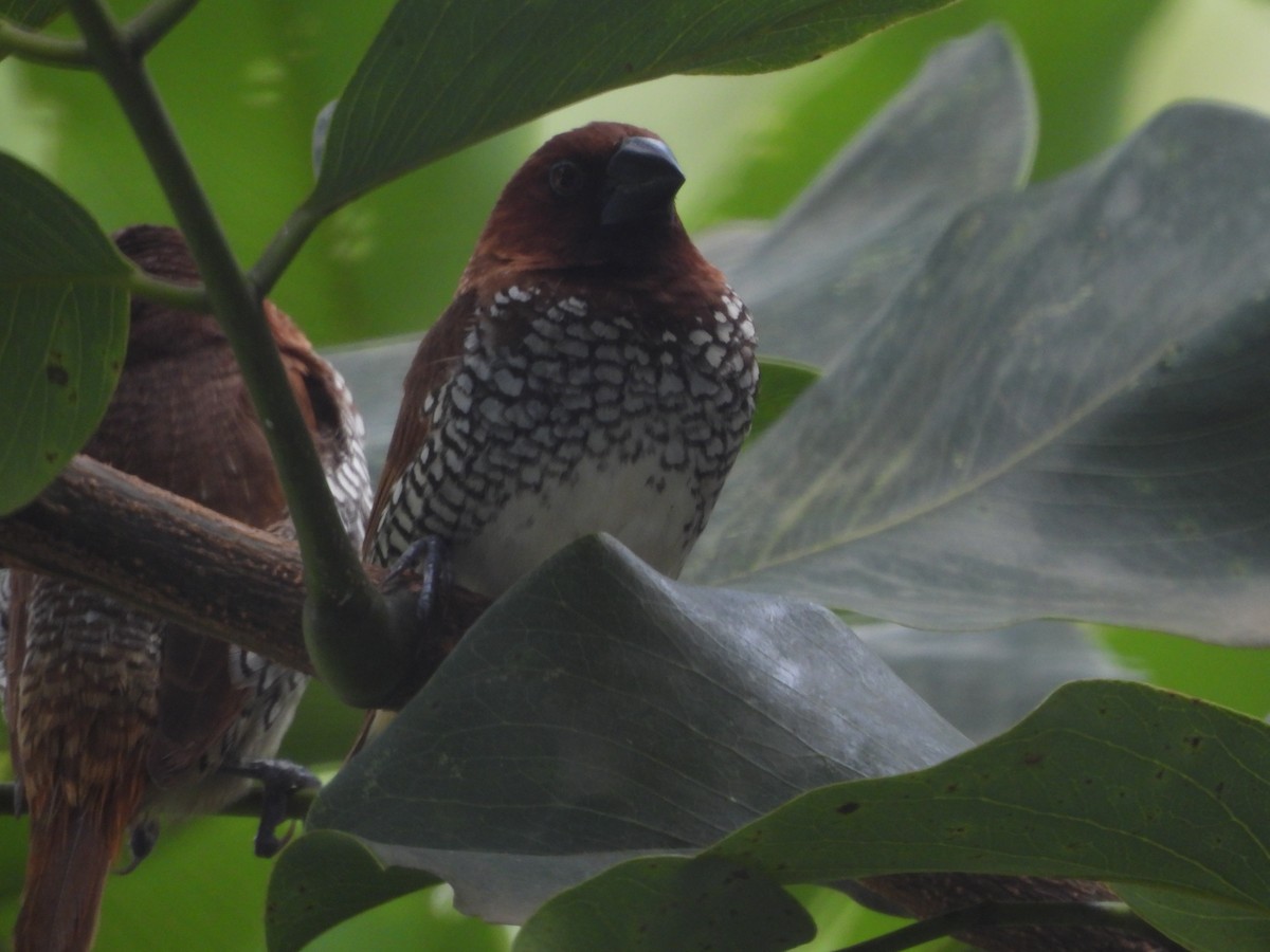 Scaly-breasted Munia - ML624220234