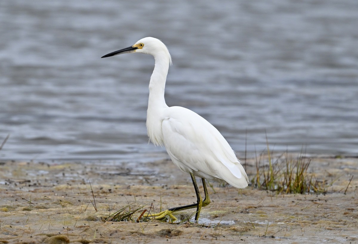 Snowy Egret - ML624220235