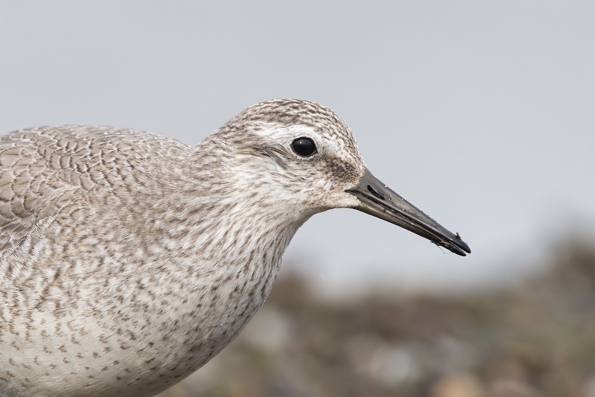 Red Knot - ML624220236