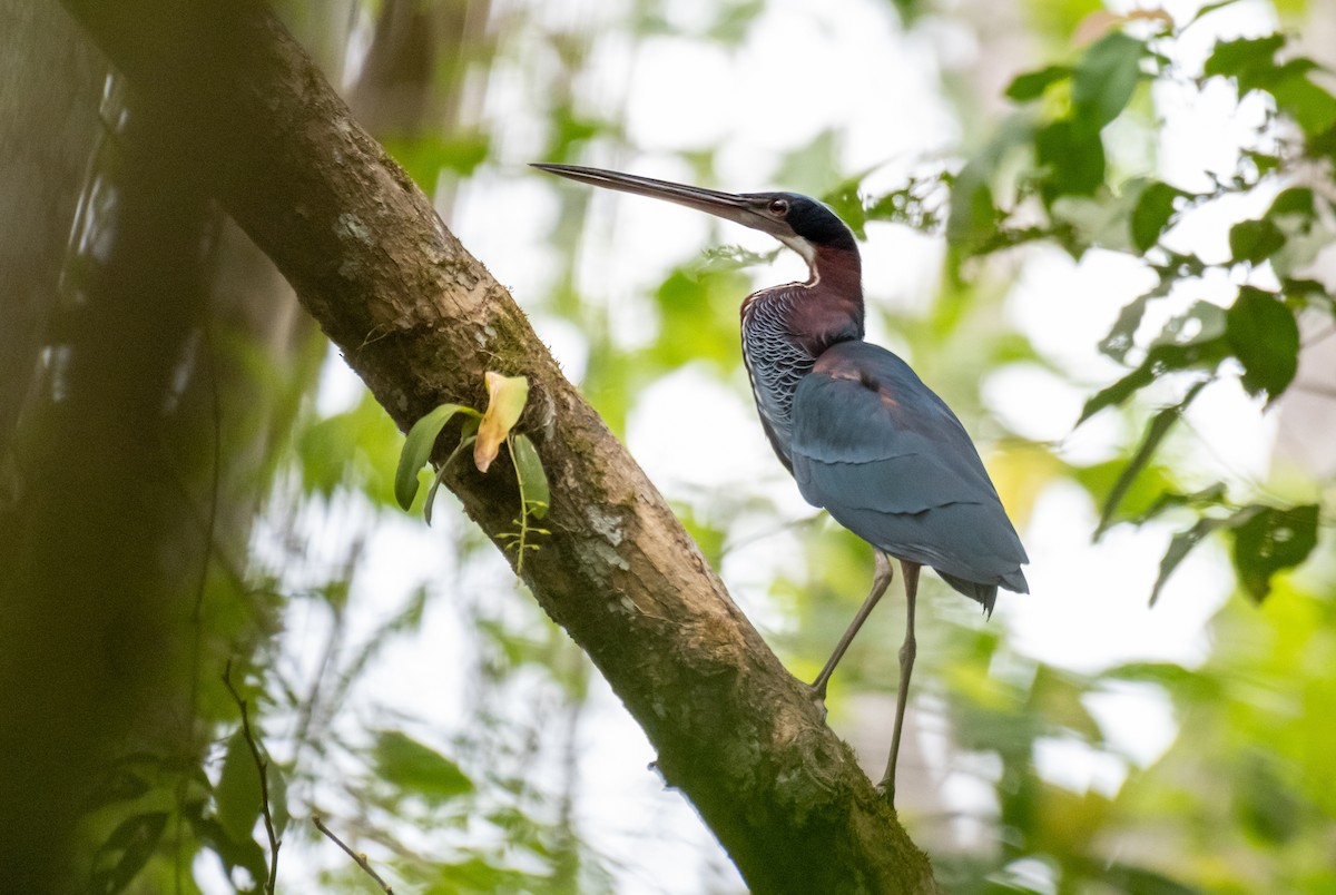 Agami Heron - ML624220237