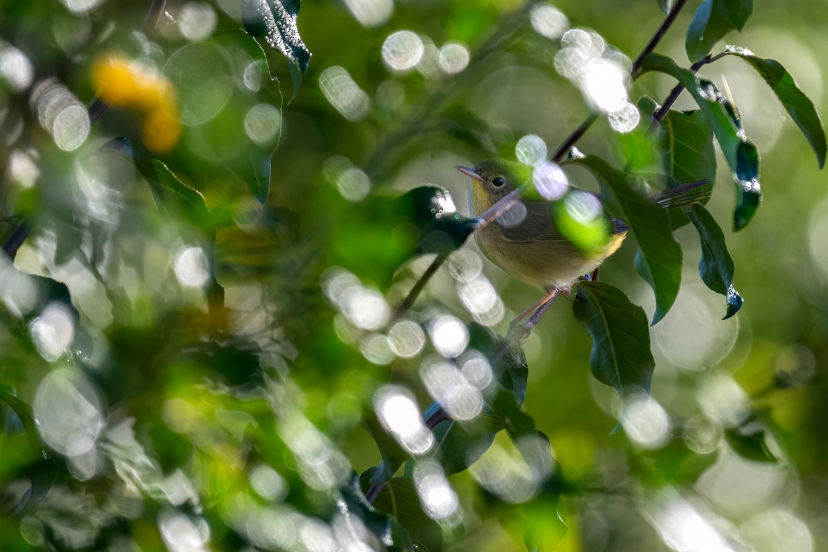 Common Yellowthroat - ML624220238