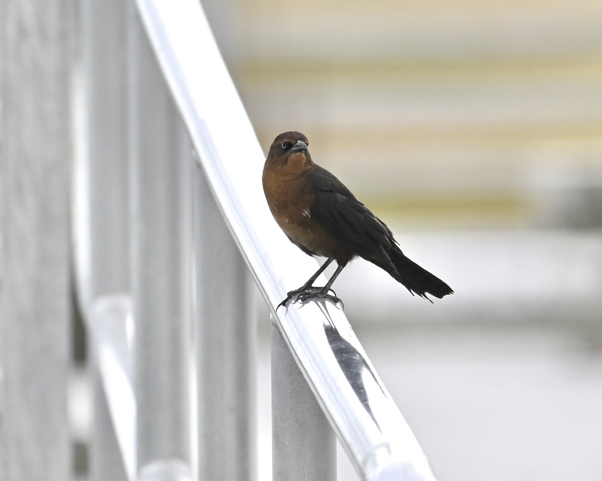 Common Grackle - ML624220239