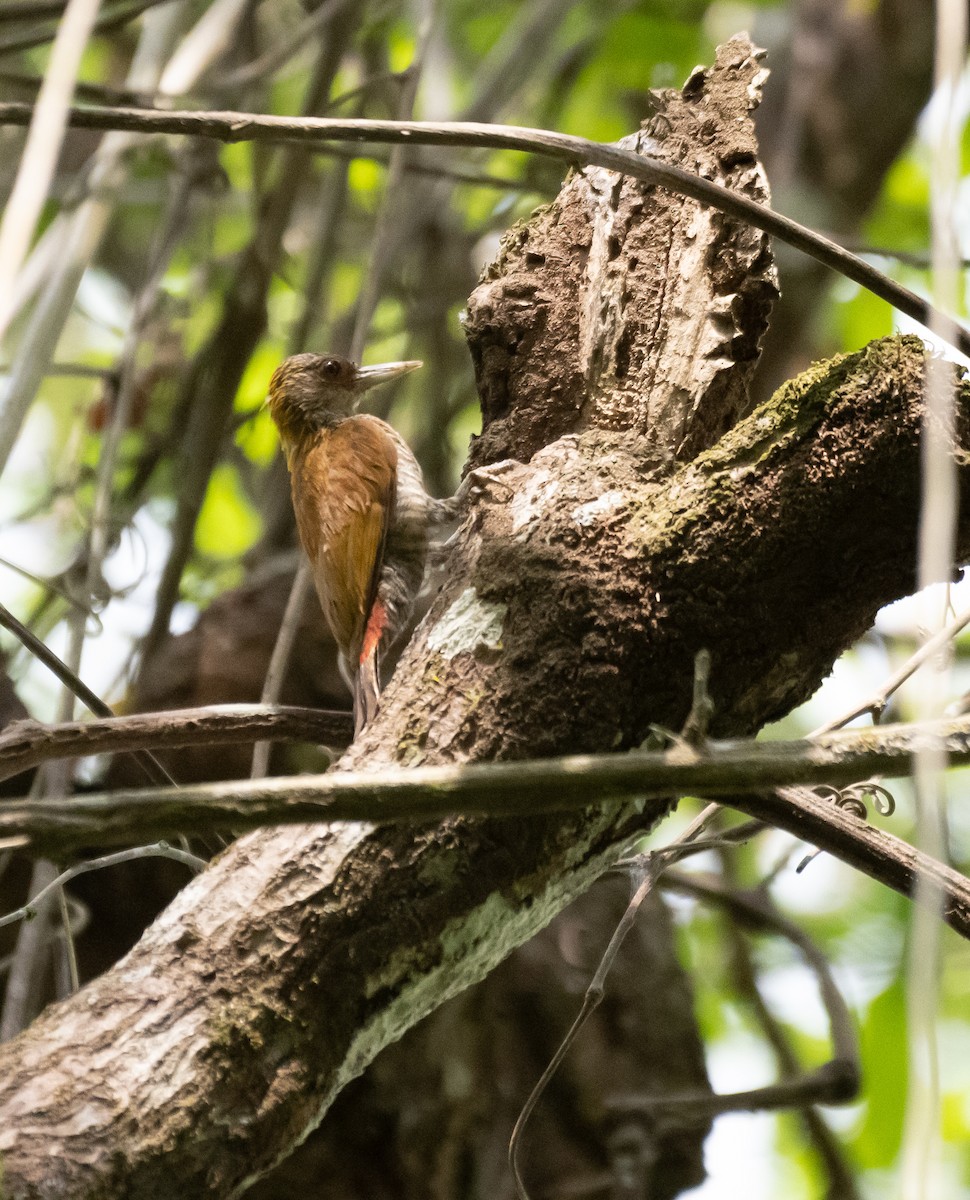 Red-rumped Woodpecker - ML624220240