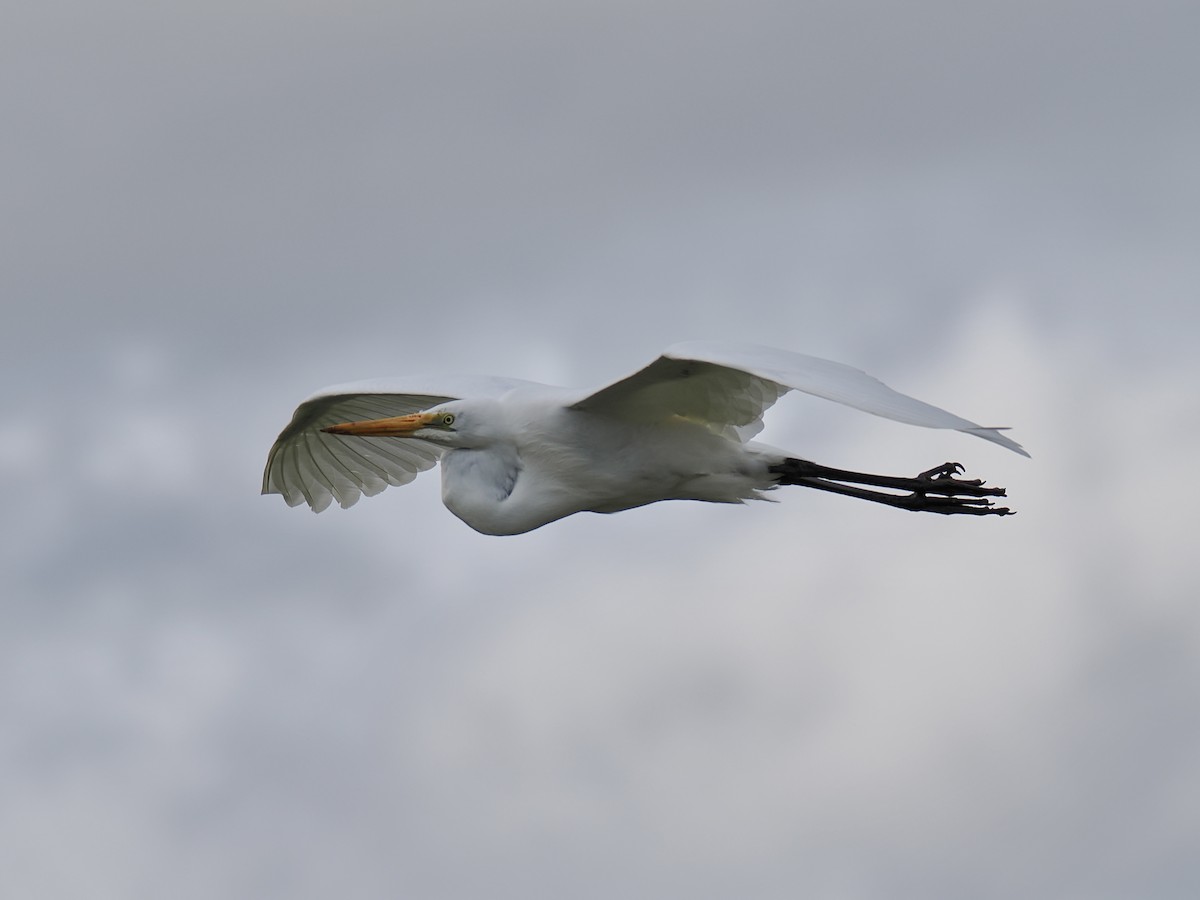 Great Egret - ML624220243