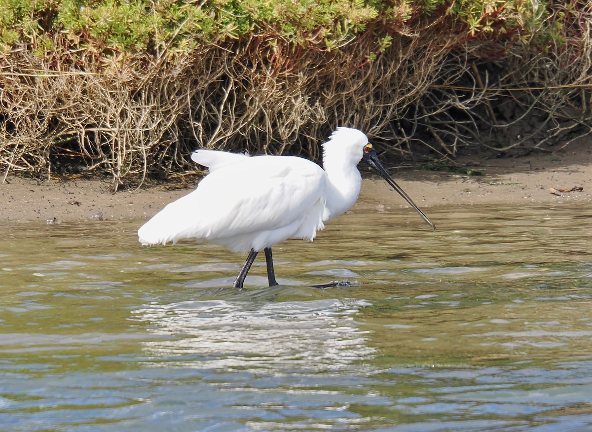 Royal Spoonbill - ML624220244