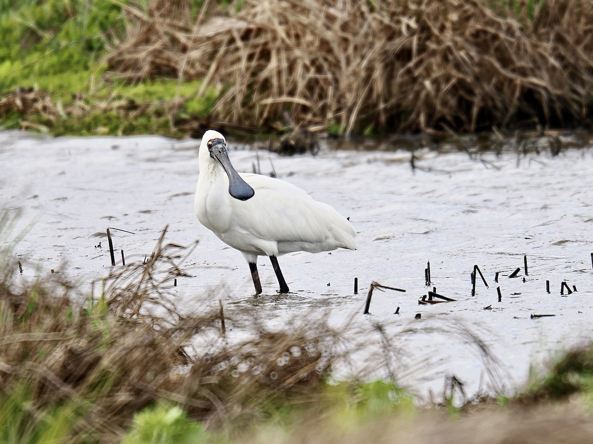 Royal Spoonbill - ML624220247