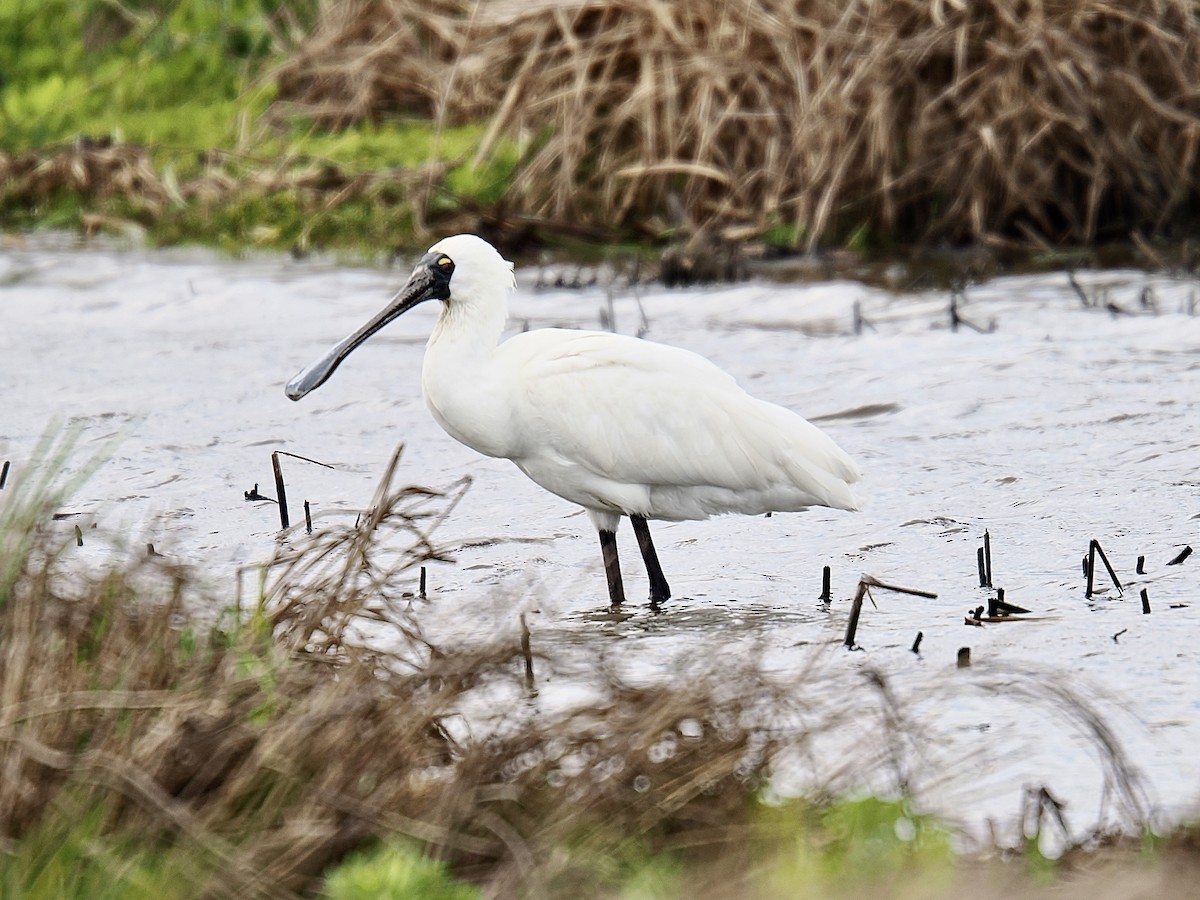 Royal Spoonbill - ML624220248