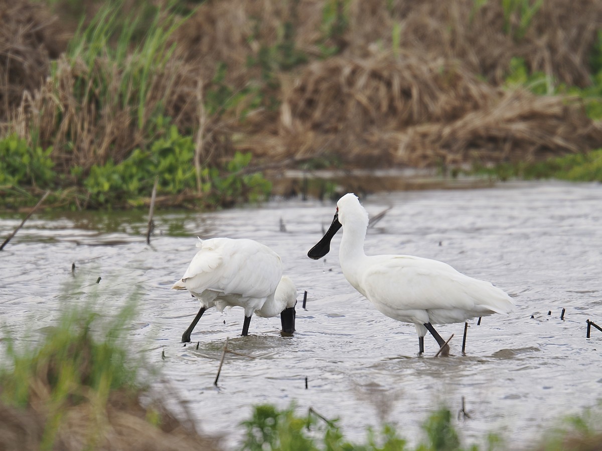 Royal Spoonbill - ML624220249