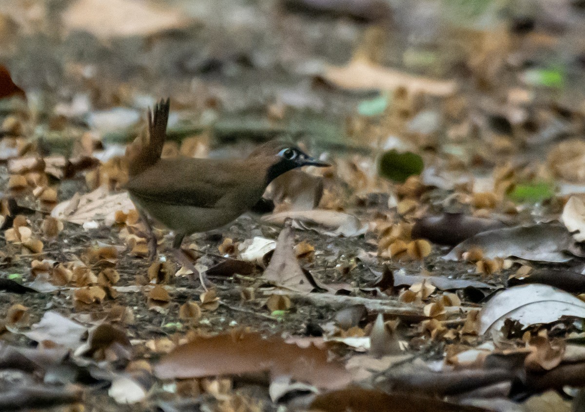 Black-faced Antthrush - ML624220252