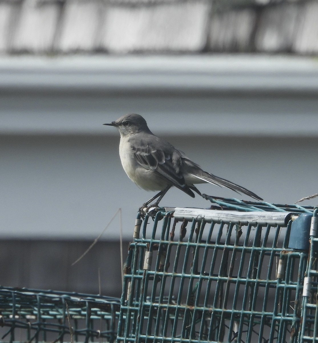 Northern Mockingbird - Stacey Huth