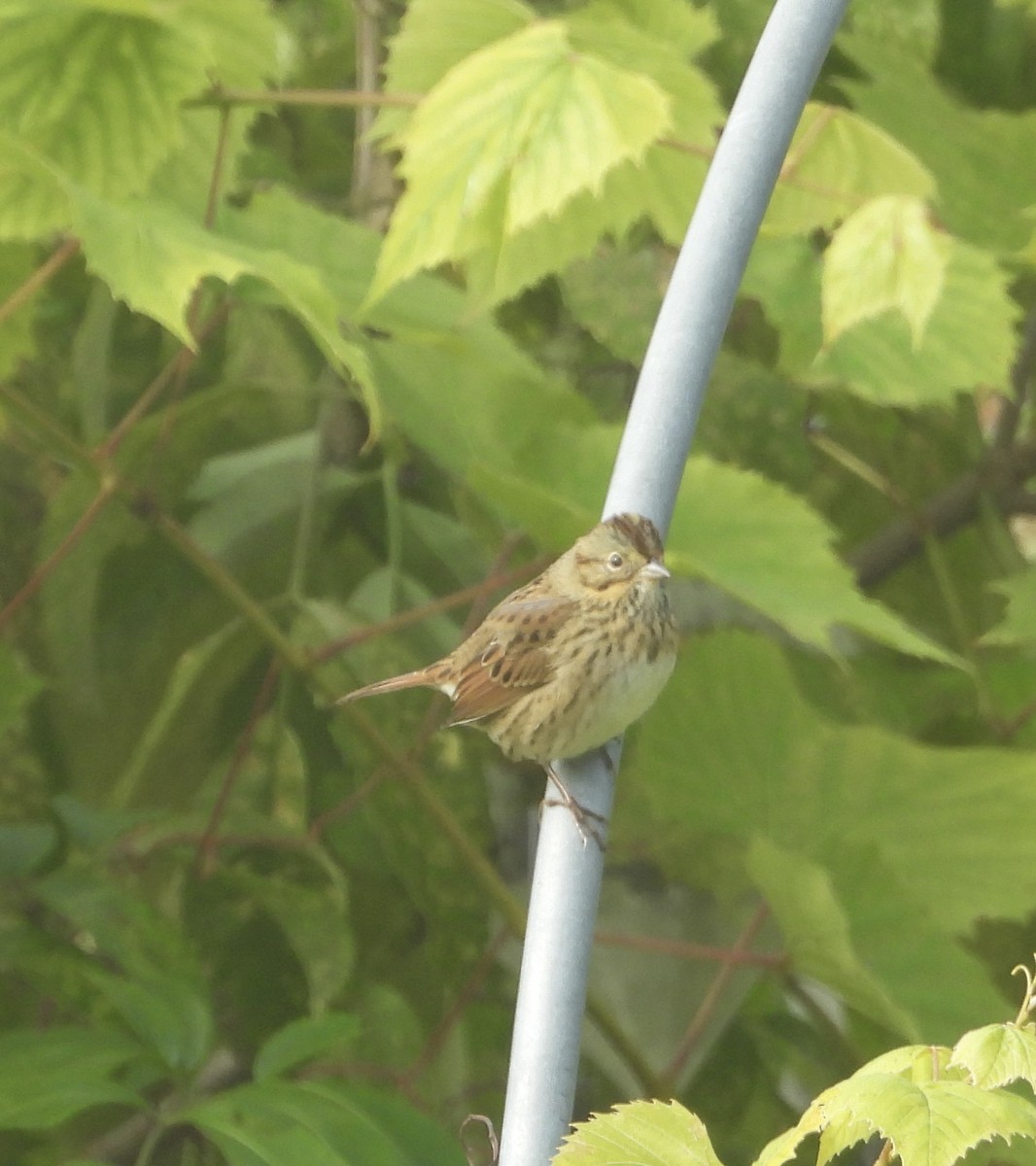 Lincoln's Sparrow - ML624220266