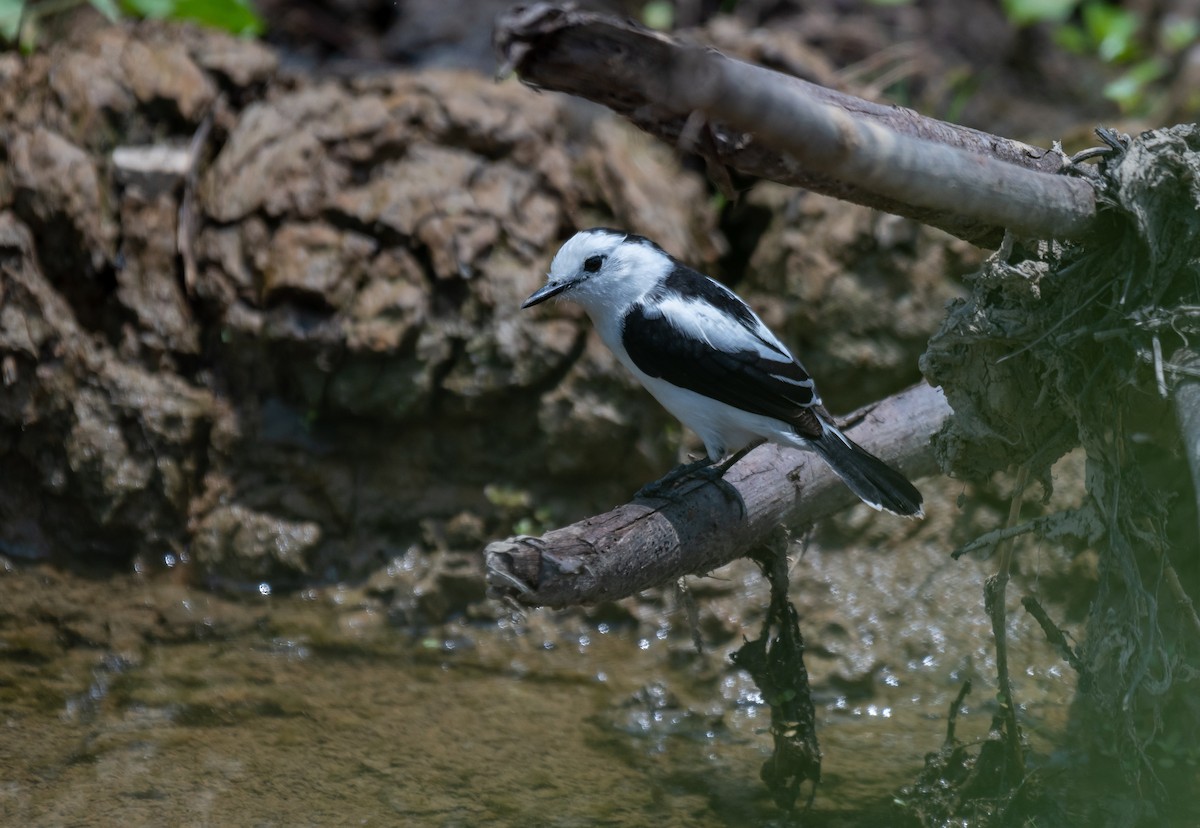 Pied Water-Tyrant - ML624220276