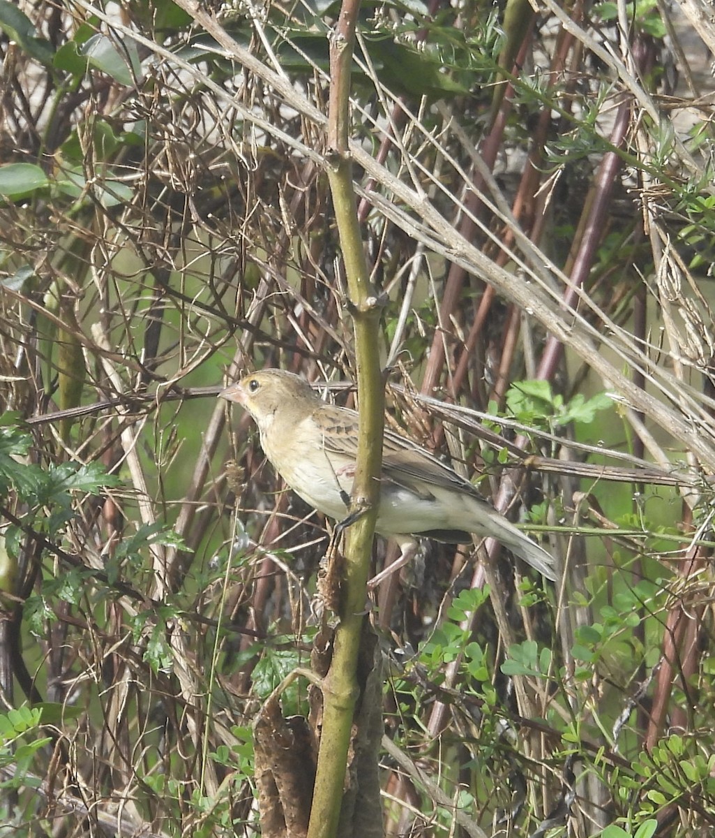 Dickcissel - ML624220277