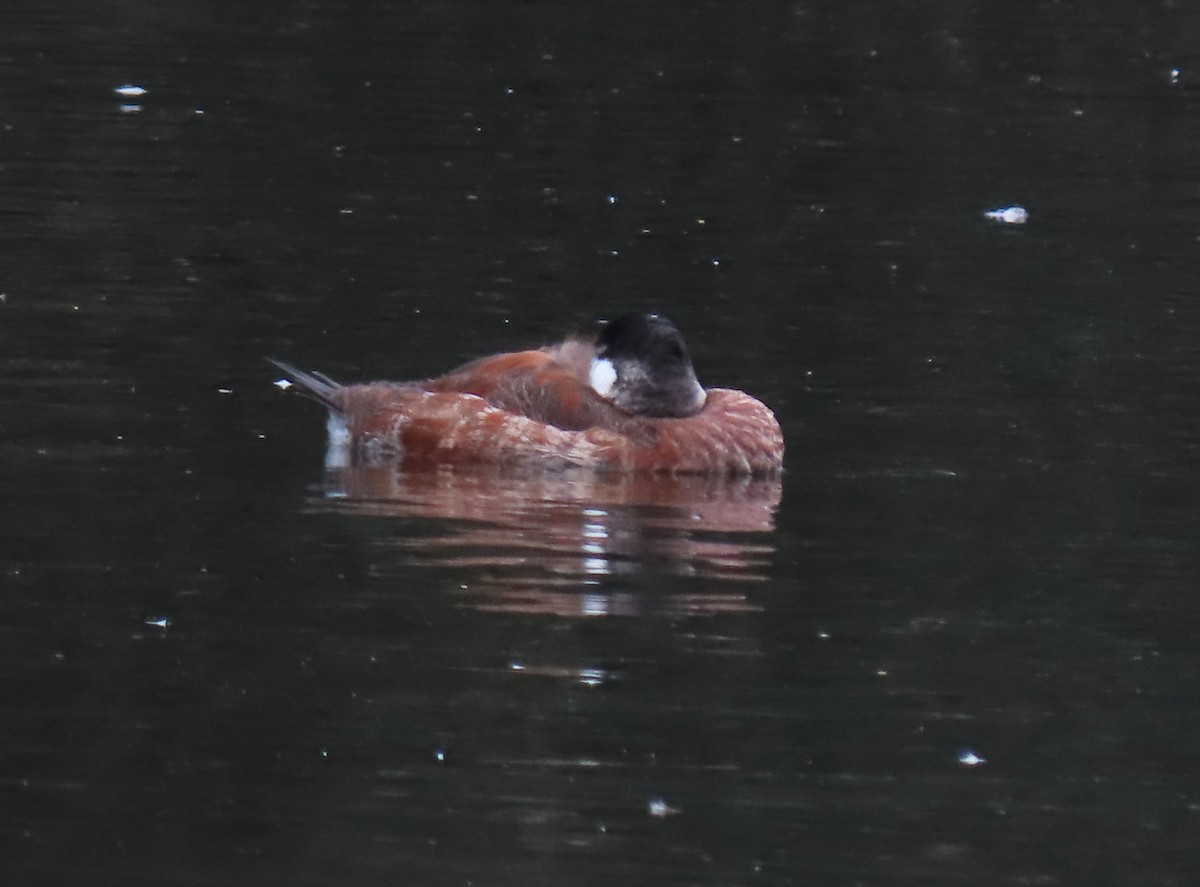 Ruddy Duck - Anne Mytych