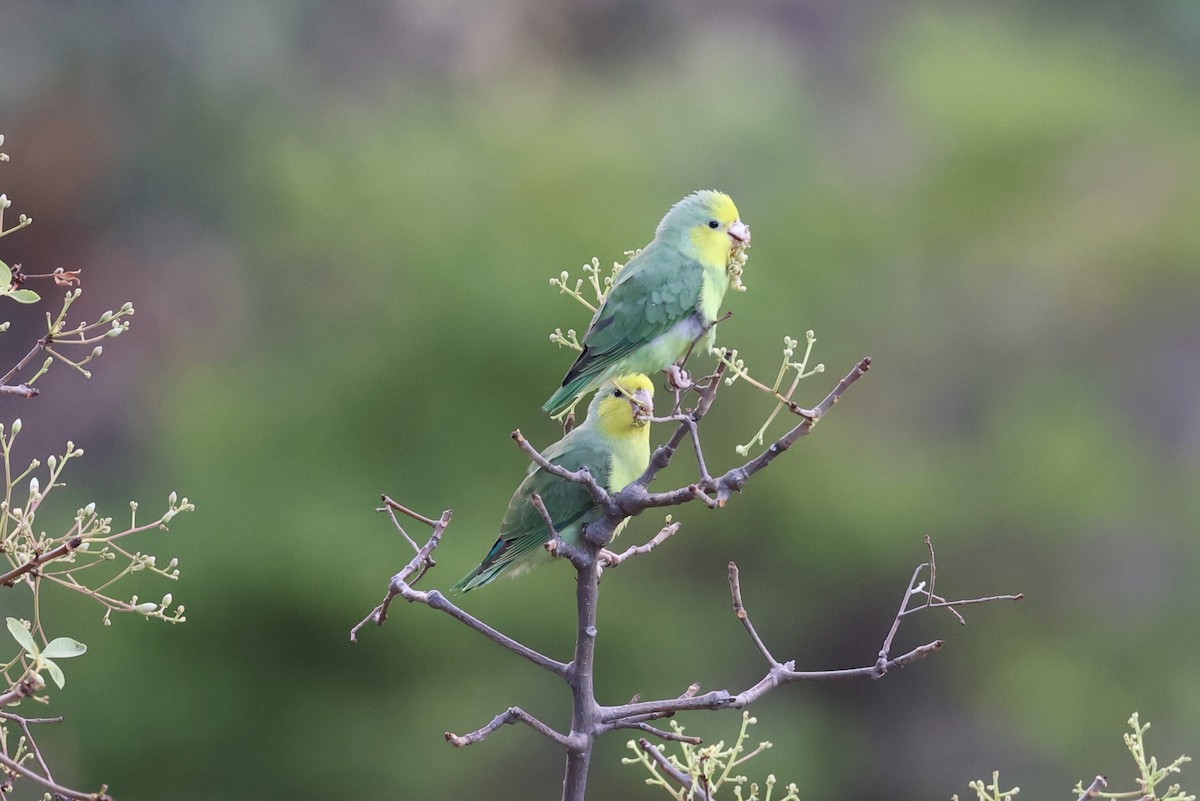 Yellow-faced Parrotlet - ML624220288