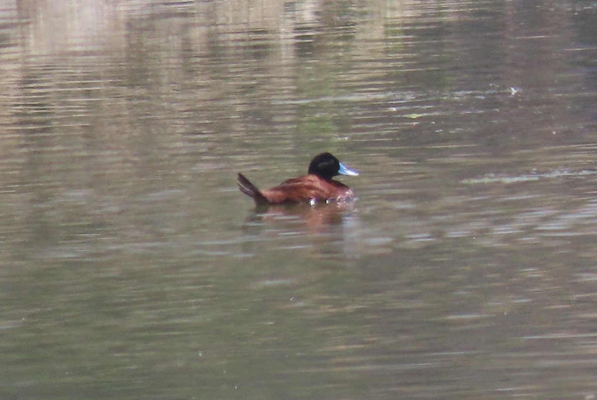 Andean Duck - ML624220289