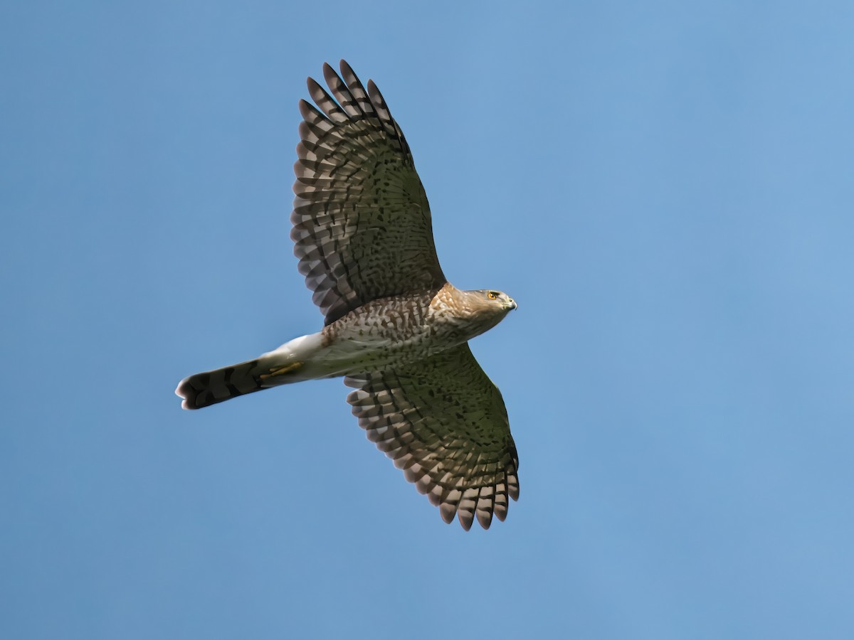 Cooper's Hawk - ML624220290