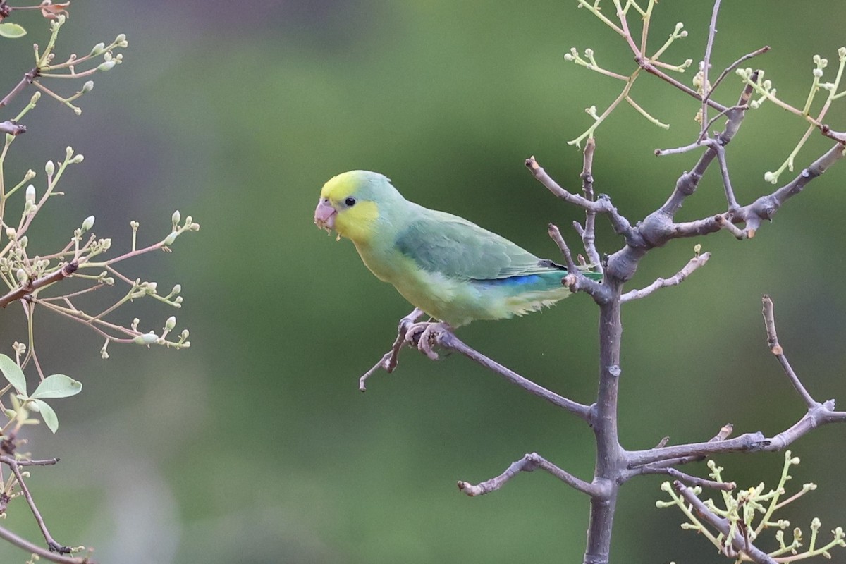 Yellow-faced Parrotlet - ML624220293