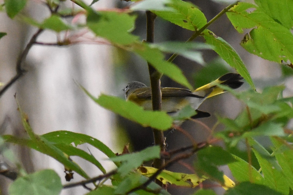 American Redstart - Brian Byrnes