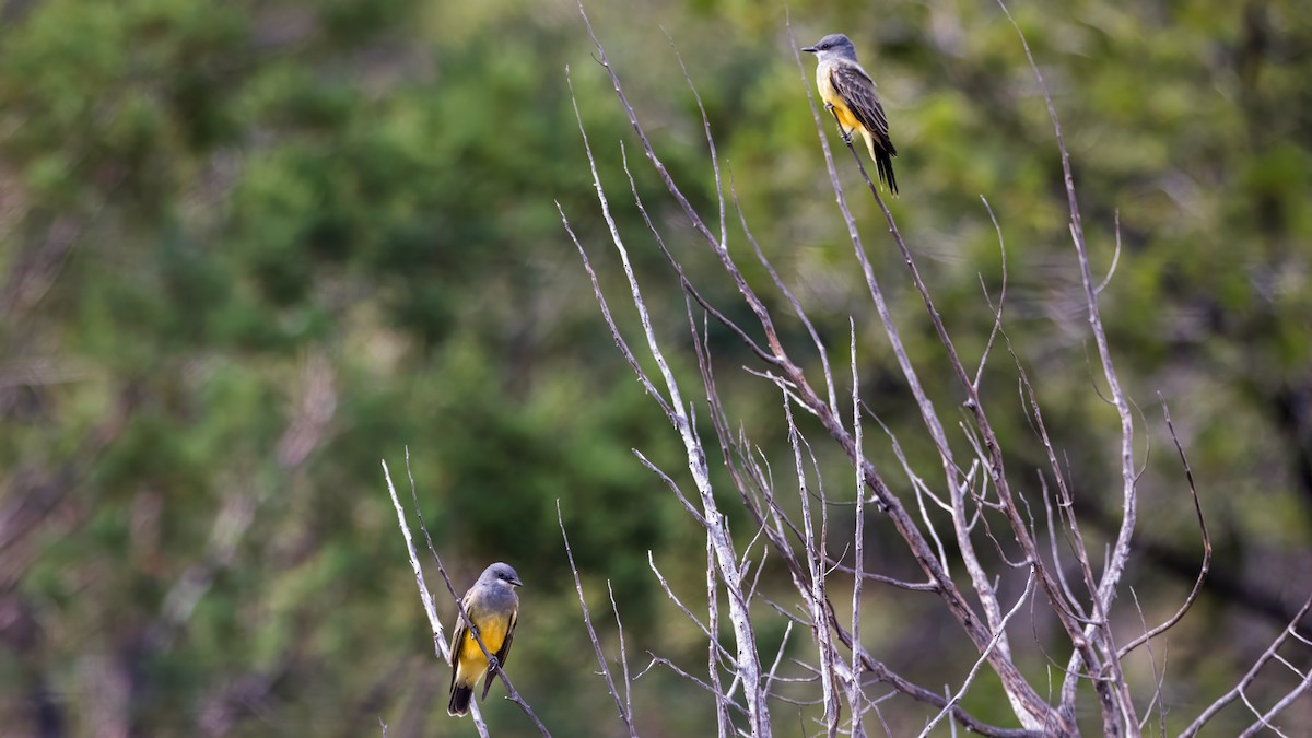 Cassin's Kingbird - ML624220297