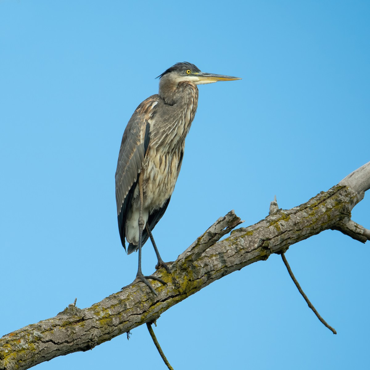 Great Blue Heron - ML624220298