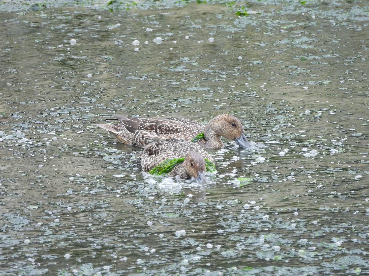 Northern Pintail - ML624220300