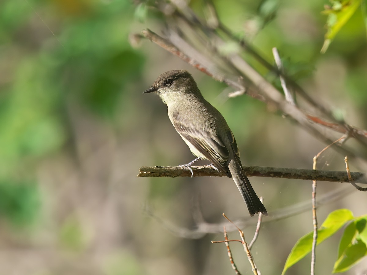 Eastern Phoebe - ML624220301