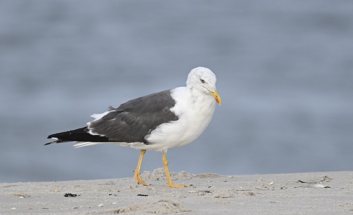 Lesser Black-backed Gull - ML624220302