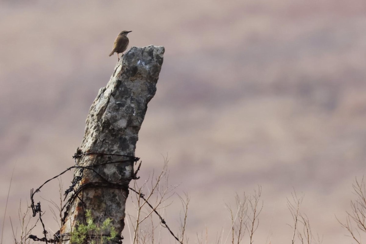 Yellow-tufted Pipit - ML624220306