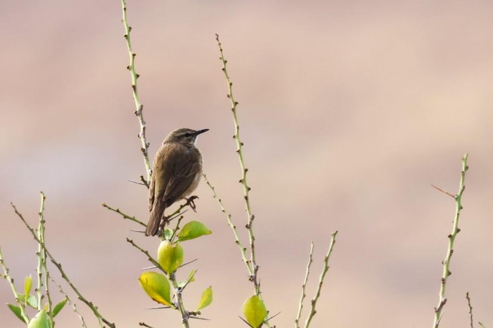 Yellow-tufted Pipit - ML624220307