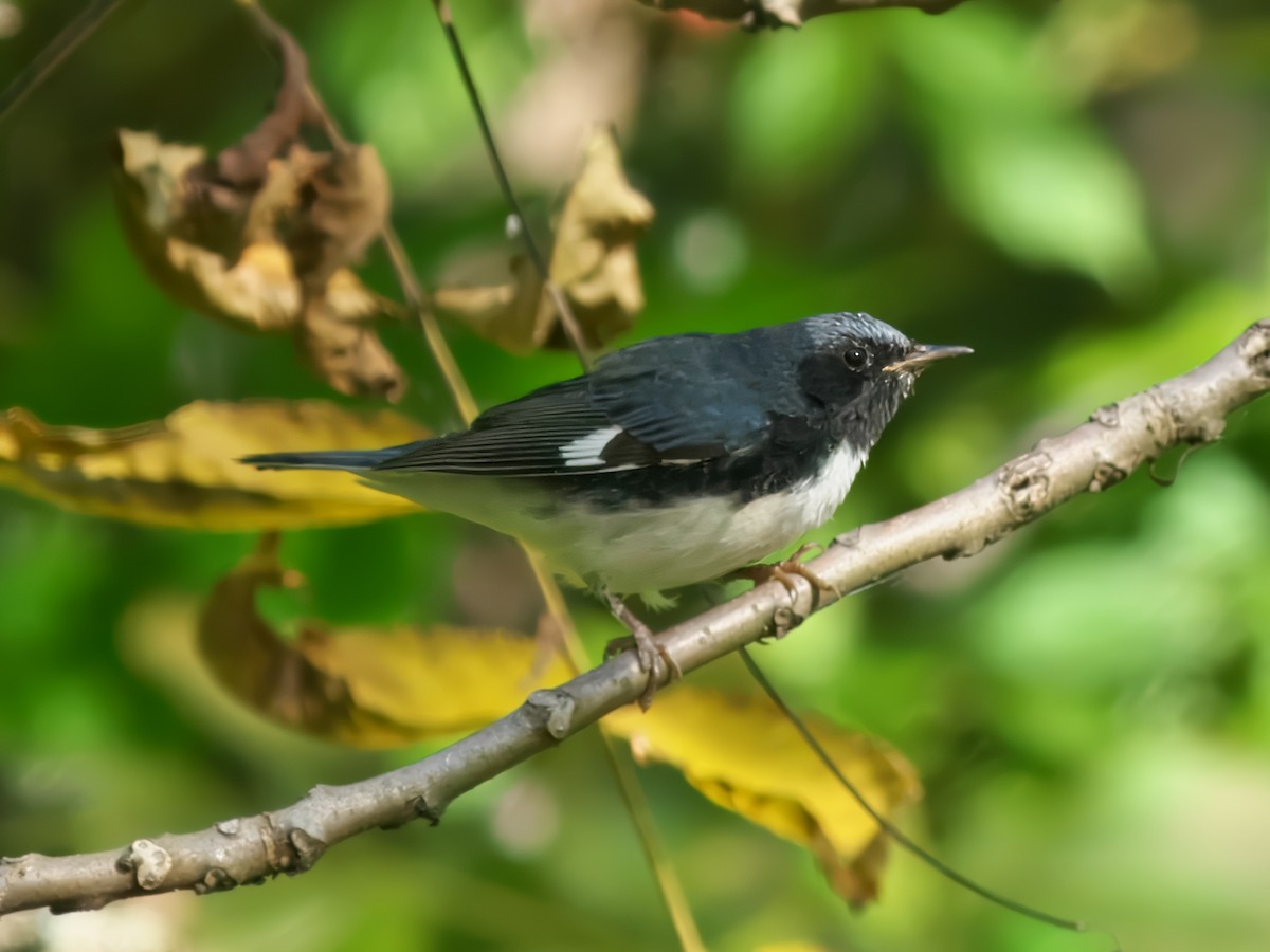 Black-throated Blue Warbler - ML624220313