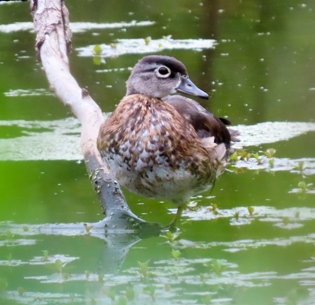 Wood Duck - ML624220316