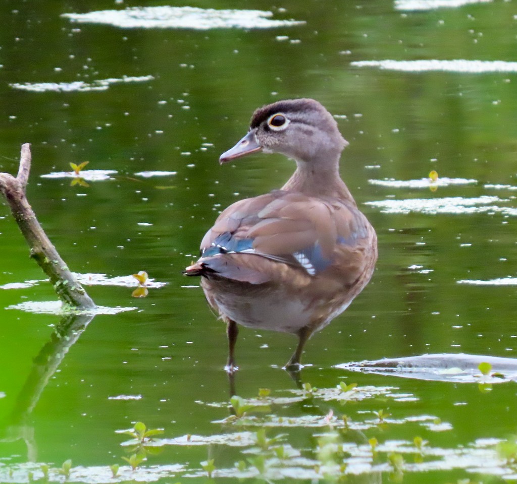 Wood Duck - ML624220317