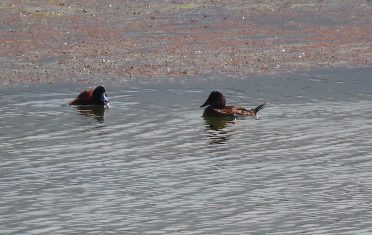 Andean Duck - ML624220318