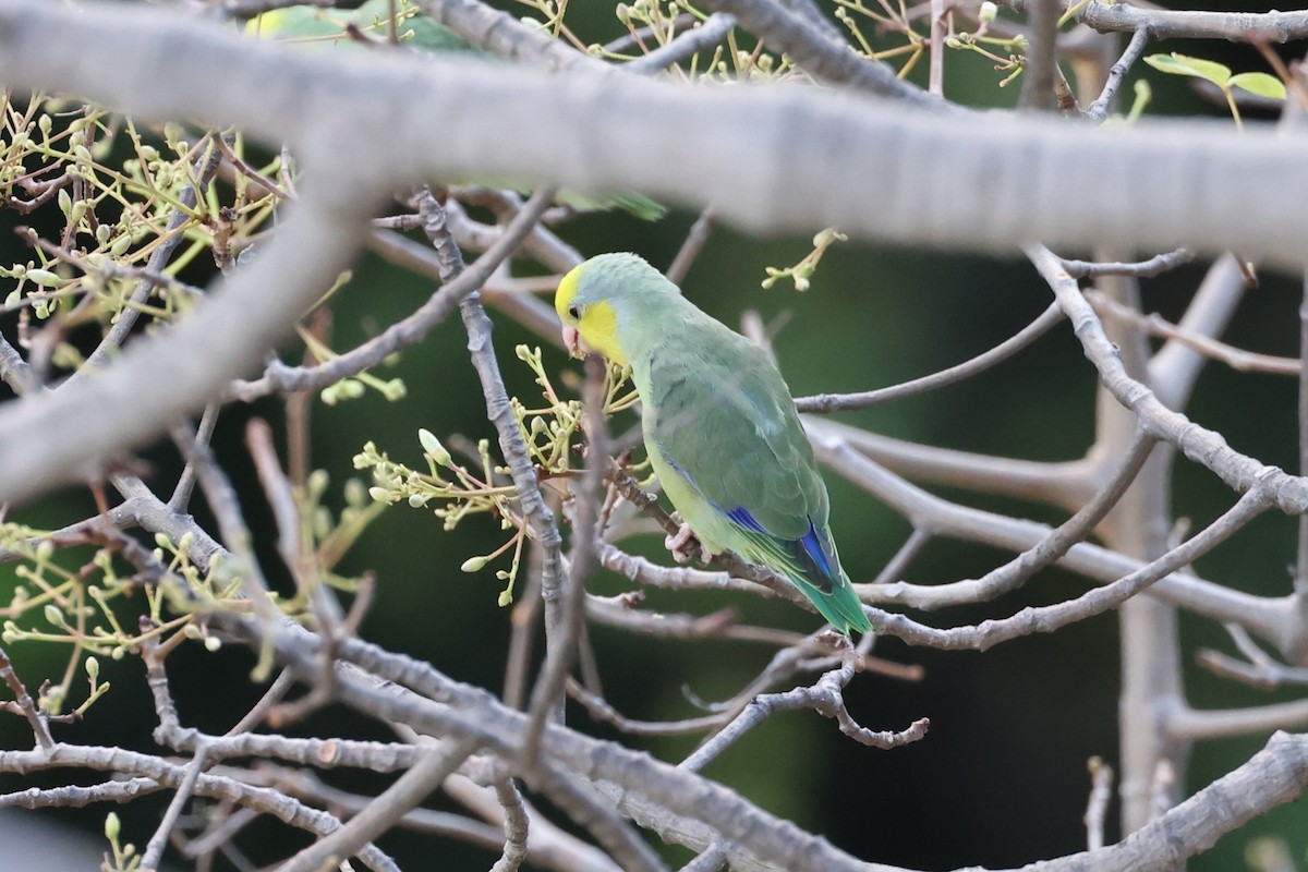 Yellow-faced Parrotlet - ML624220320