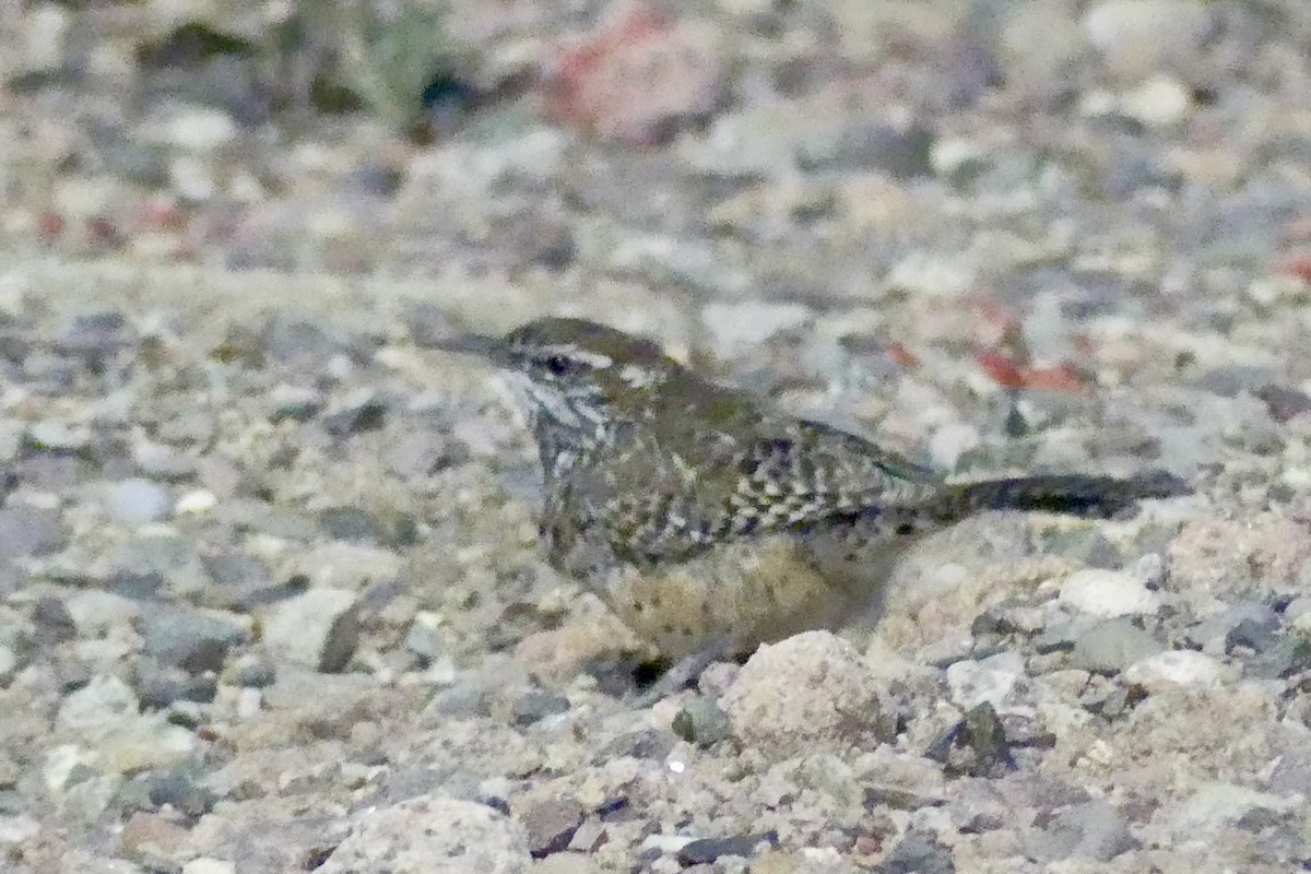 Cactus Wren - Dennis Wolter