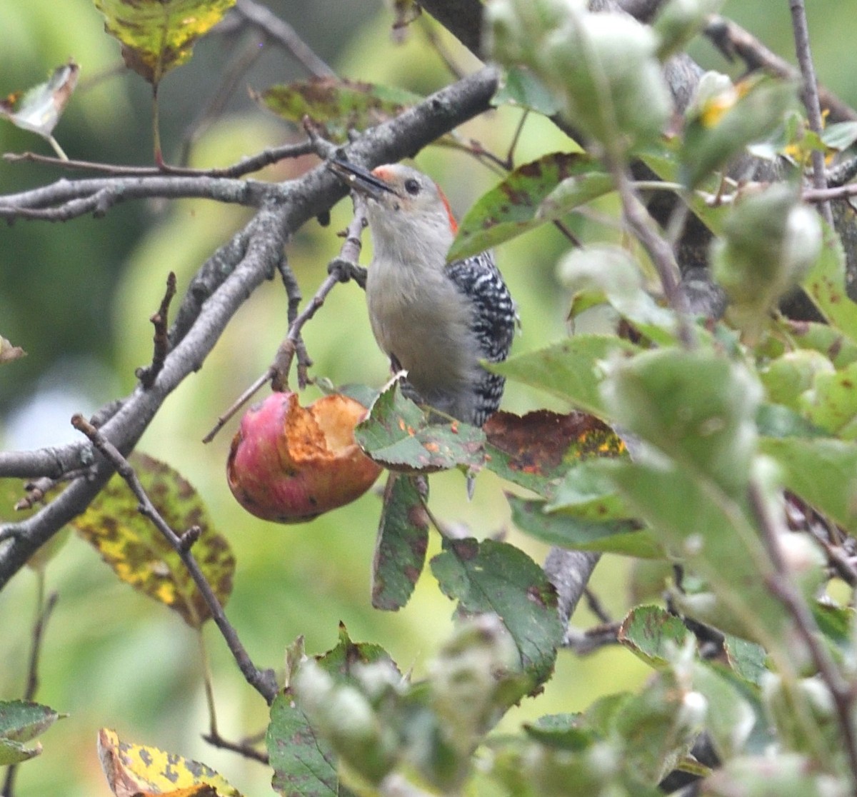 Red-bellied Woodpecker - ML624220339