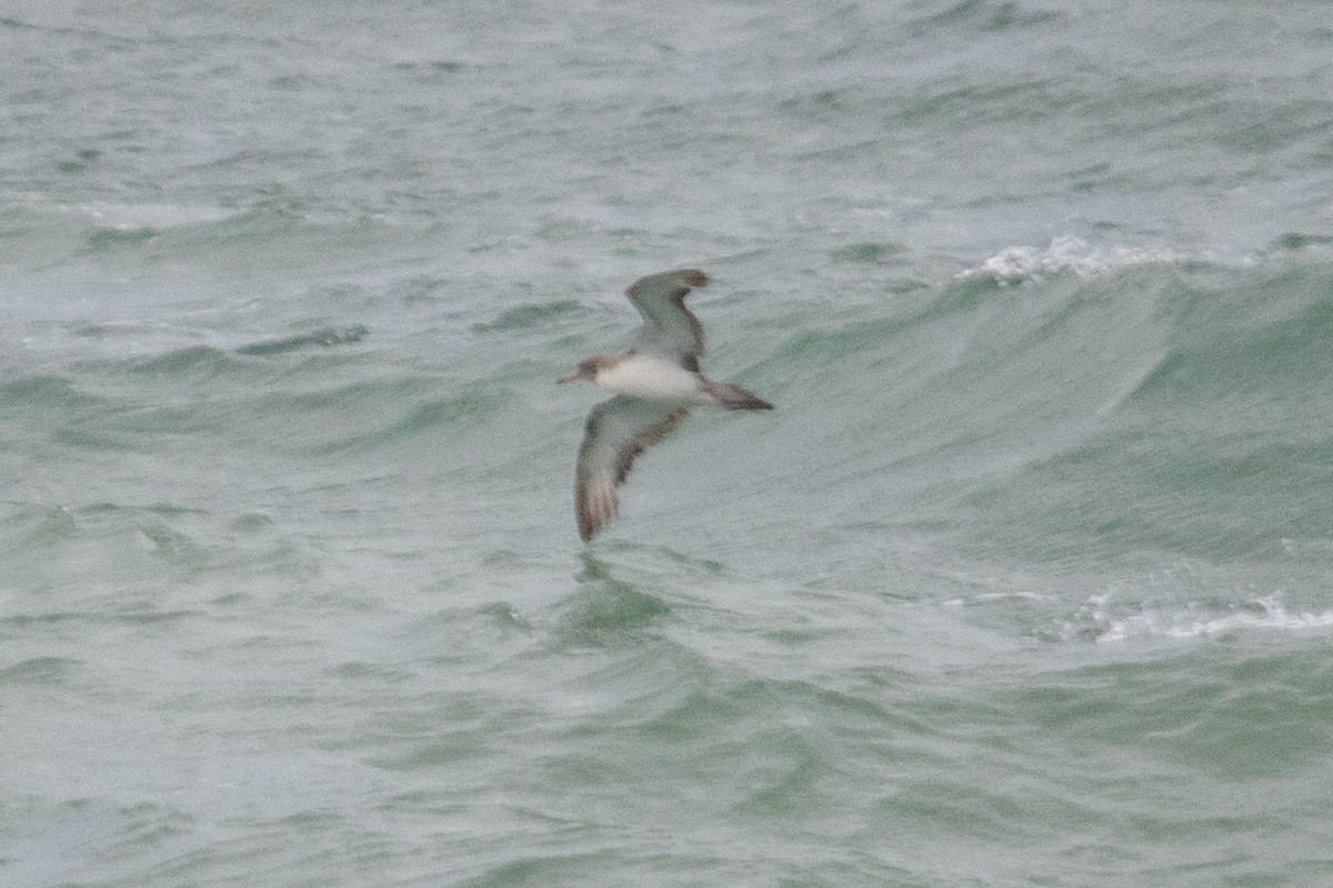 Scopoli's Shearwater - ML624220347