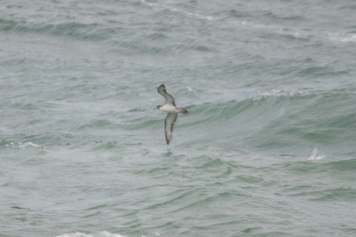 Scopoli's Shearwater - ML624220348