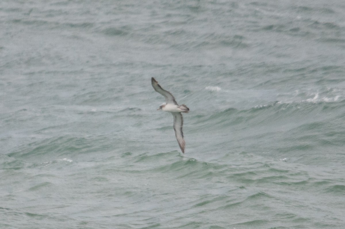 Scopoli's Shearwater - ML624220349