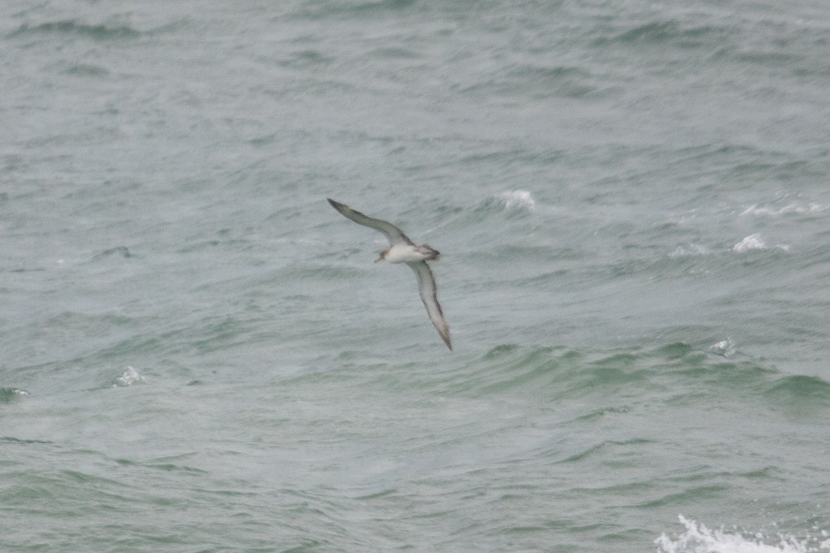 Scopoli's Shearwater - ML624220350