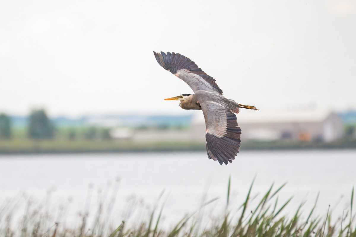 Great Blue Heron - ML624220353