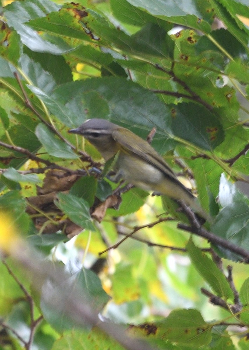 Red-eyed Vireo - ML624220358