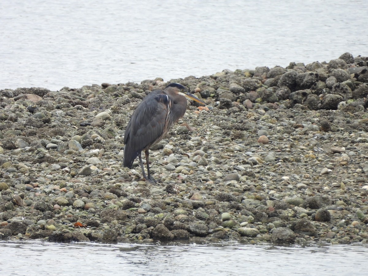 Great Blue Heron - ML624220359