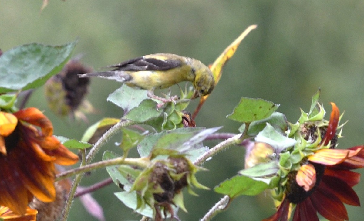 American Goldfinch - ML624220361