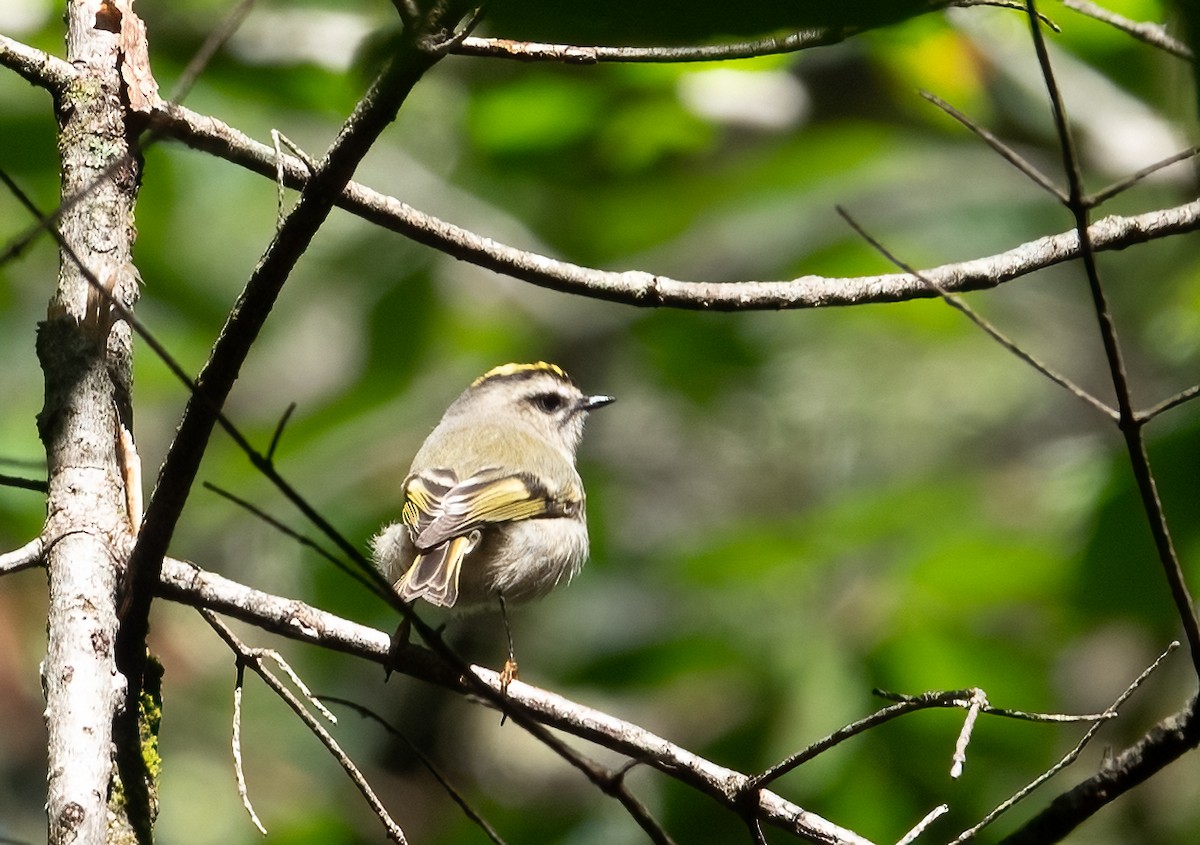 Golden-crowned Kinglet - ML624220370