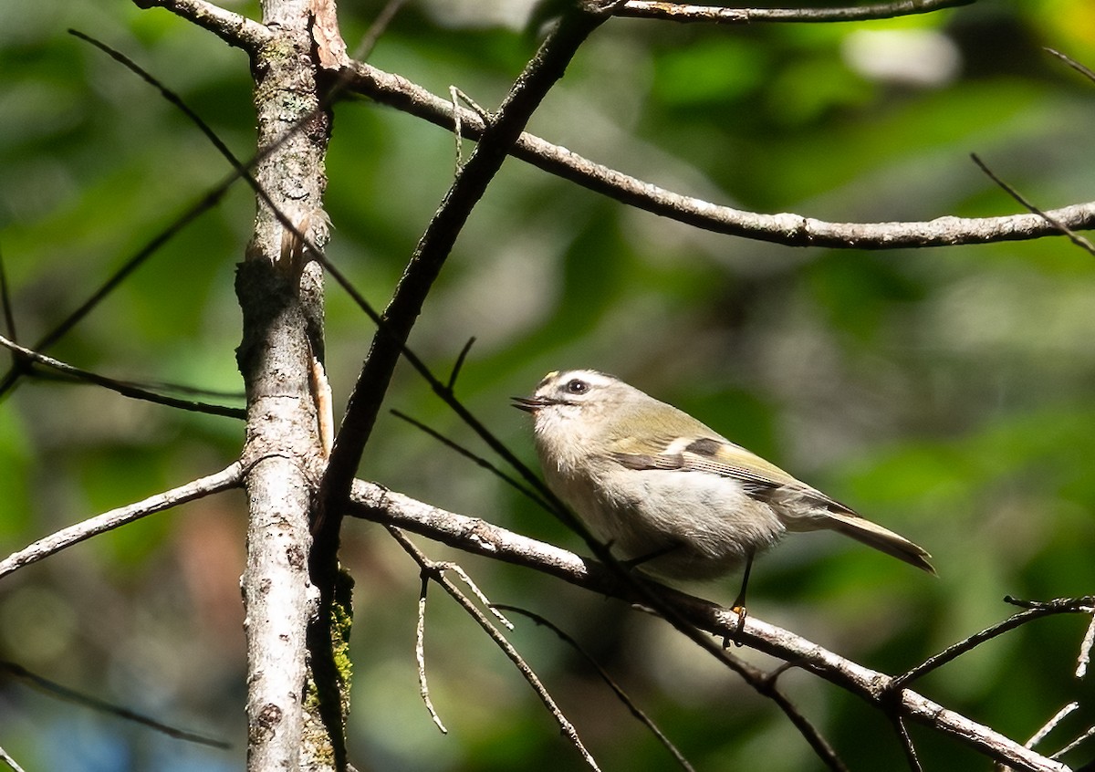 Golden-crowned Kinglet - ML624220371