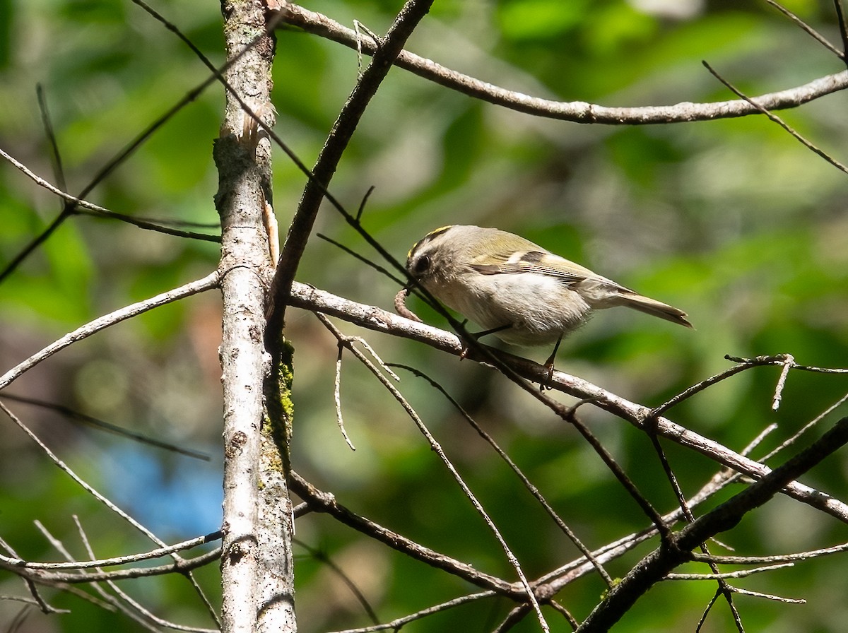 Golden-crowned Kinglet - ML624220372